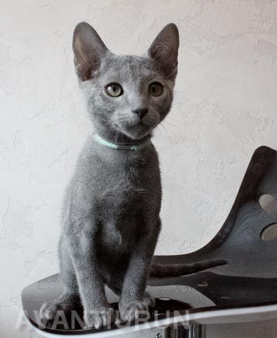 Котенок русской голубой кот на продажу