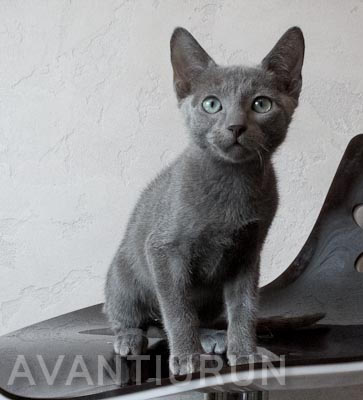 котенок русской голубой кот на продажу