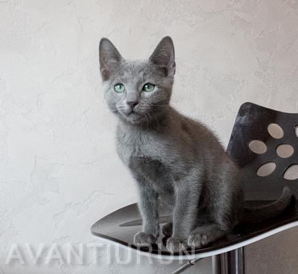 котенок русской голубой кот на продажу